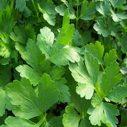 Miniatura 2 de Semillas de perejil lisas para plantar "Perejil Elite", más de 250 semillas tradicionales por paquete, semillas de jardín de Isla (semillas de