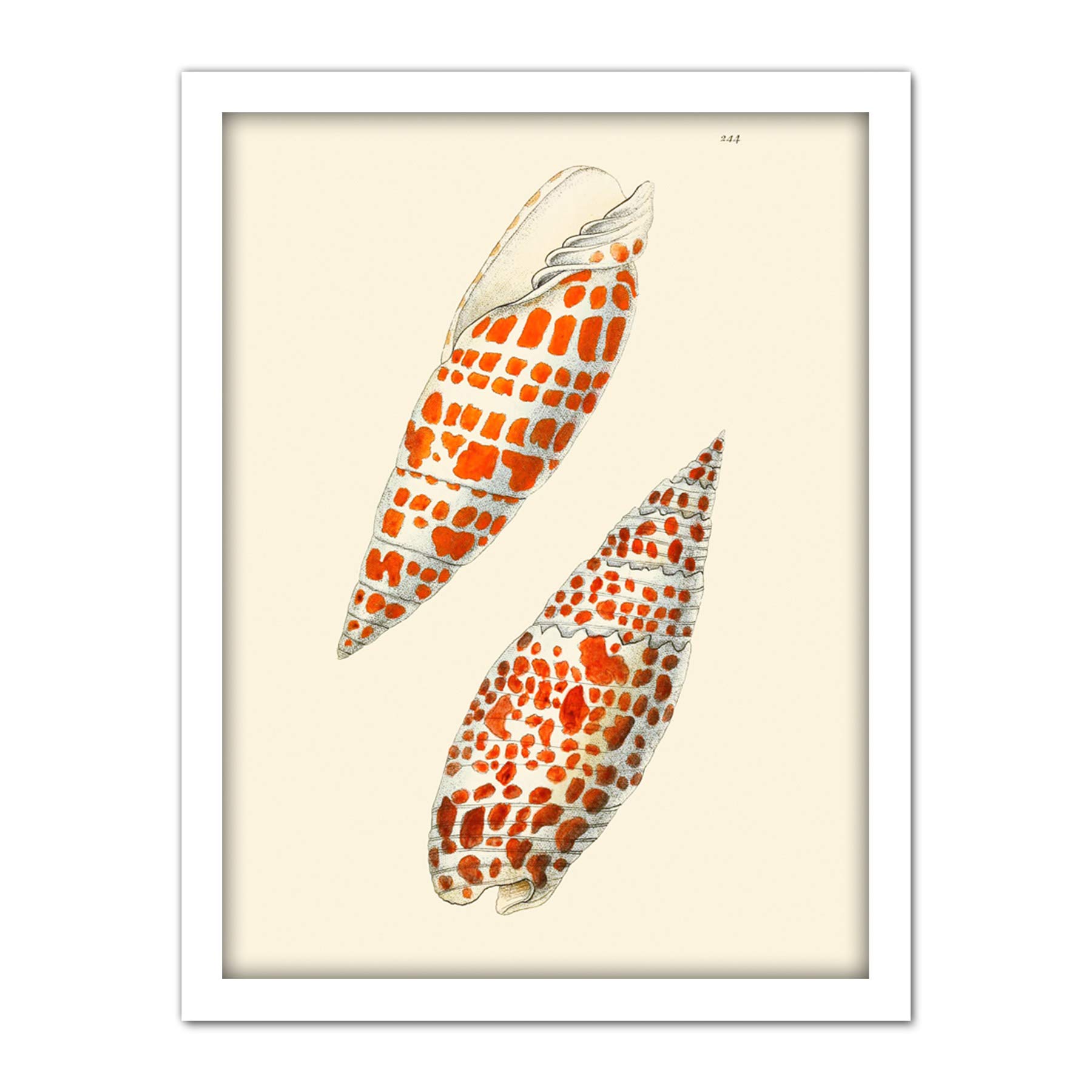 Wee Blue Coo Seashell Orange Spotted Conical Artwork Framed Wall Art Print 18X24 Inch