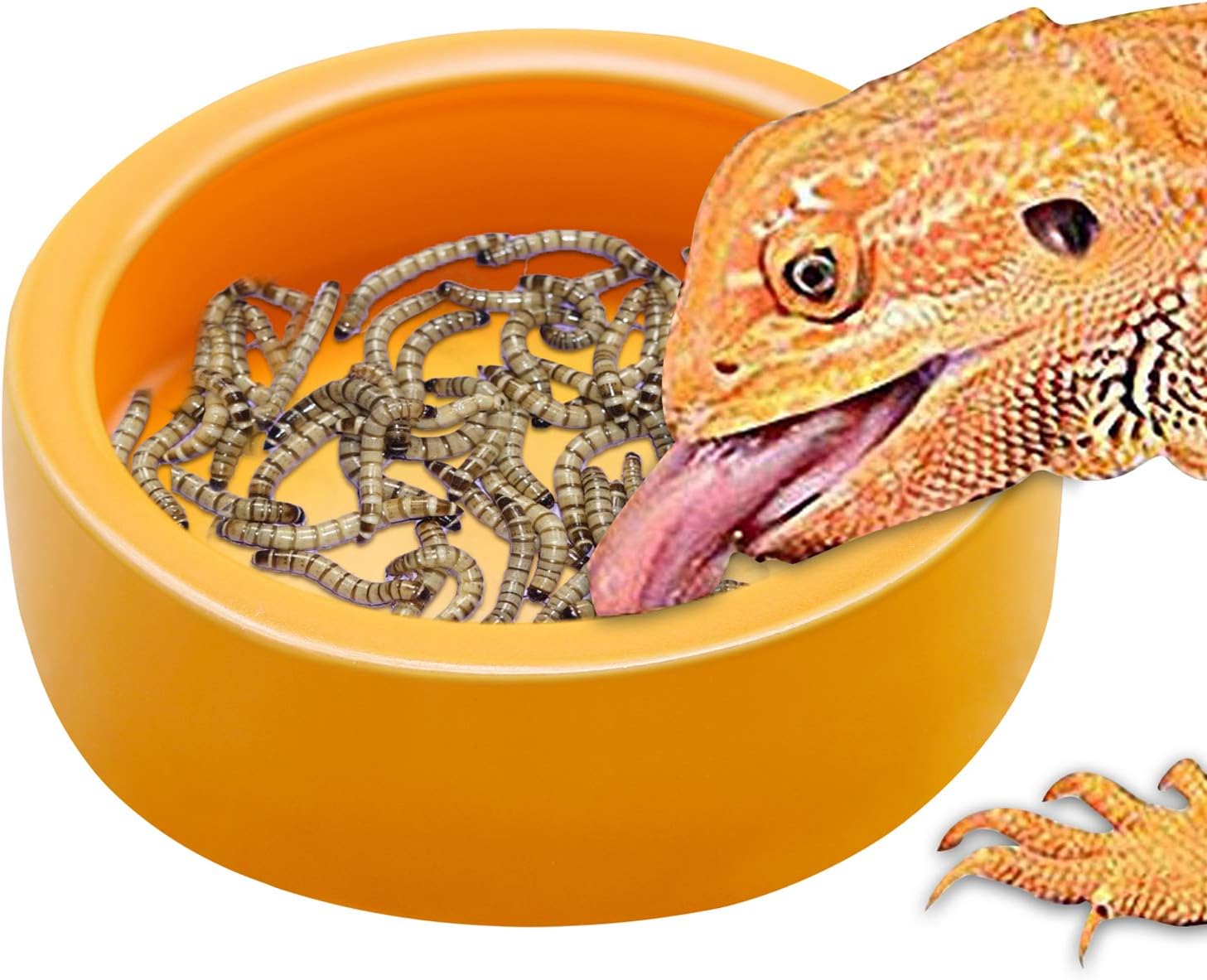 Round Reptile Food Bowl Mini Worm Dish Ceramics Reptile