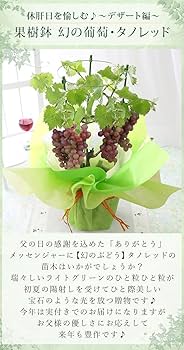 タノレッド葡萄なの苗木　幻の赤実ぶどう　2房　果樹 鉢ごと発送 タノレッド葡萄なの苗木 幻の赤実ぶどう 2房 果樹 鉢ごと発送