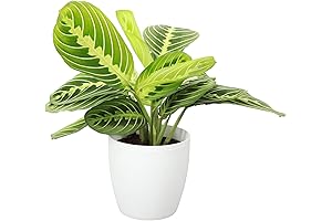 Lemon Lime Prayer Plant, Live Indoor Plant