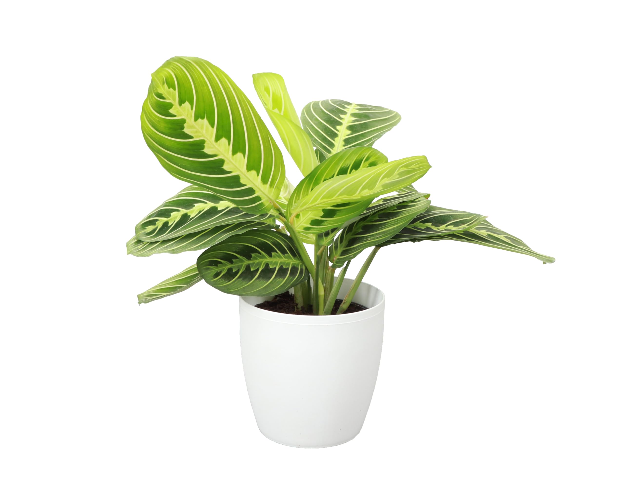 Thorsen's Greenhouse Lemon Lime Prayer Plant