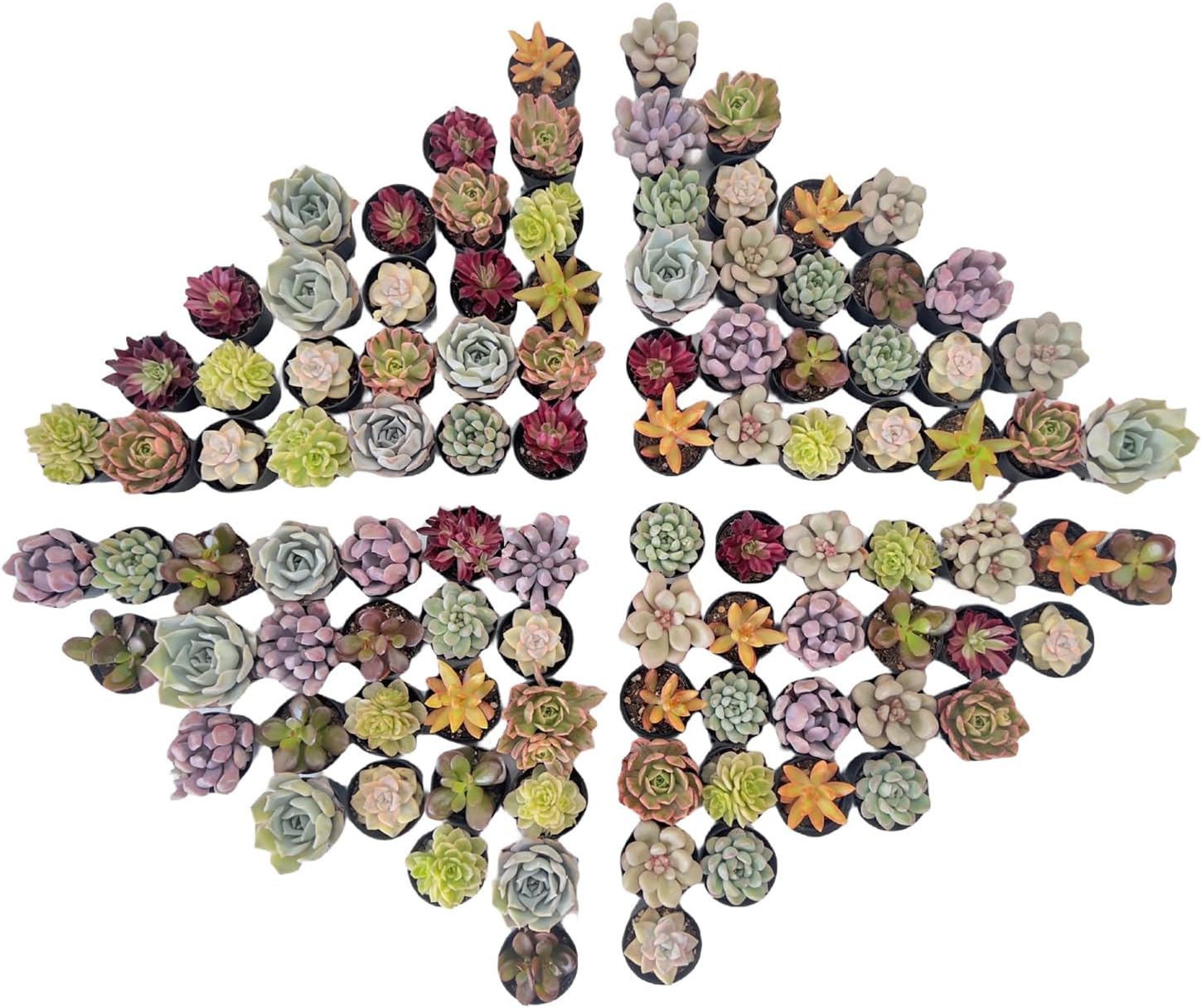 Sprout N GreenAssorted Live Succulent, 100 Pack Succulents Plants Fully Rooted in 2" Pot, Hand Selected Variety Small Indoor House Plants for Collection Wedding Decor Party Favor