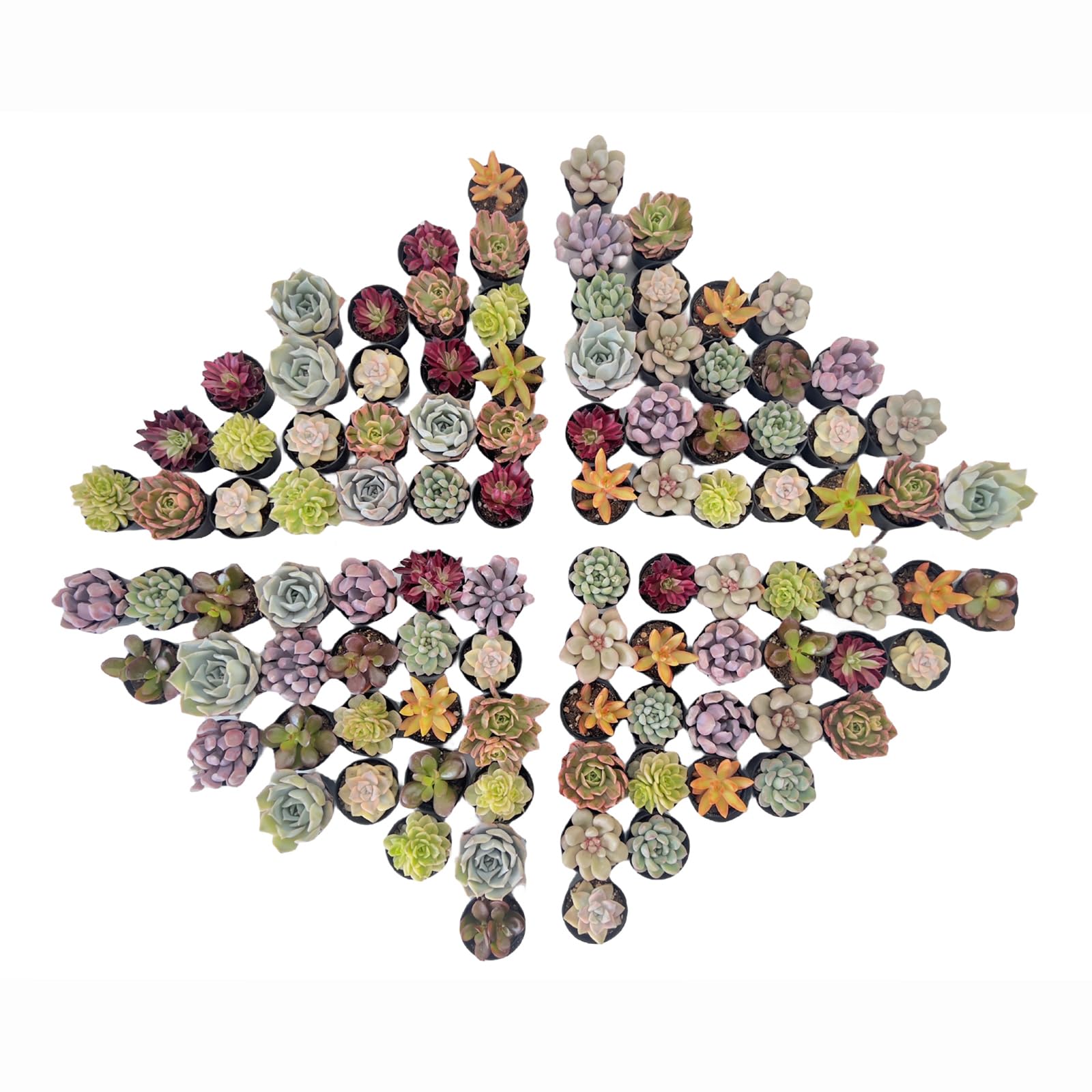 Sprout N GreenAssorted Live Succulent, 100 Pack Succulents Plants Fully Rooted in 2" Pot, Hand Selected Variety Small Indoor House Plants for Collection Wedding Decor Party Favor