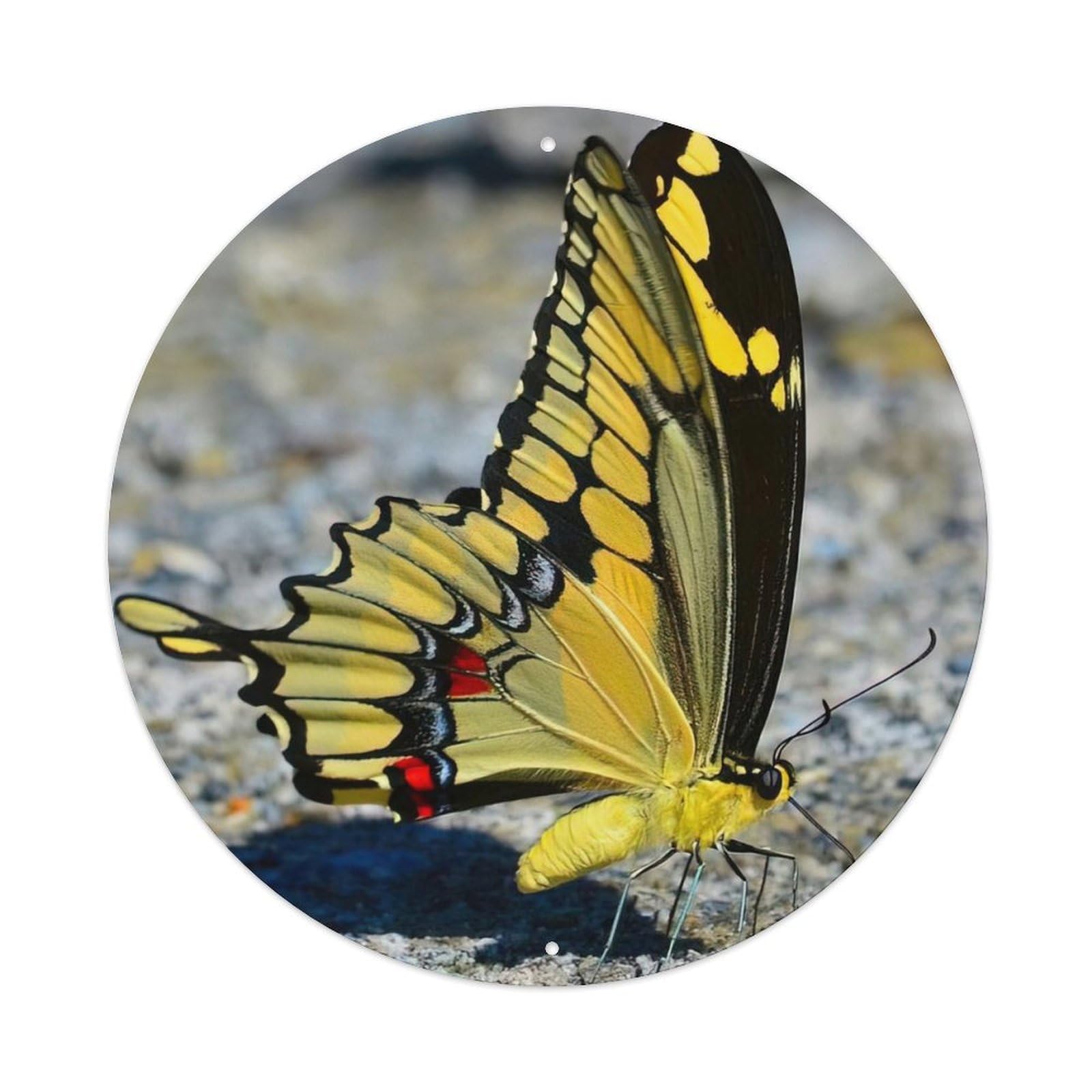 Insect Giant Swallowtail Butterfly Vintage Metal Tin Sign Plaque Wall Decor for Cafe, Club Bar, Office, Garden Metal Poster 8x8Inch