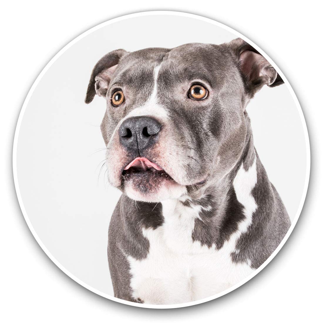 Destination Vinyl Ltd American Pit Bull Staffy Terrier Dog 12382 Vinyl Stickers (Set Of 2) 10Cm - American Pit Bull Staffy Terrier Dog Decals For Laptops,Tablets,Luggage,Scrap Booking,Fridges, 12382