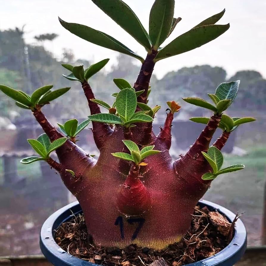Adenium Socotranum 'Black Hawk × Super Red' Seeds (Adenium