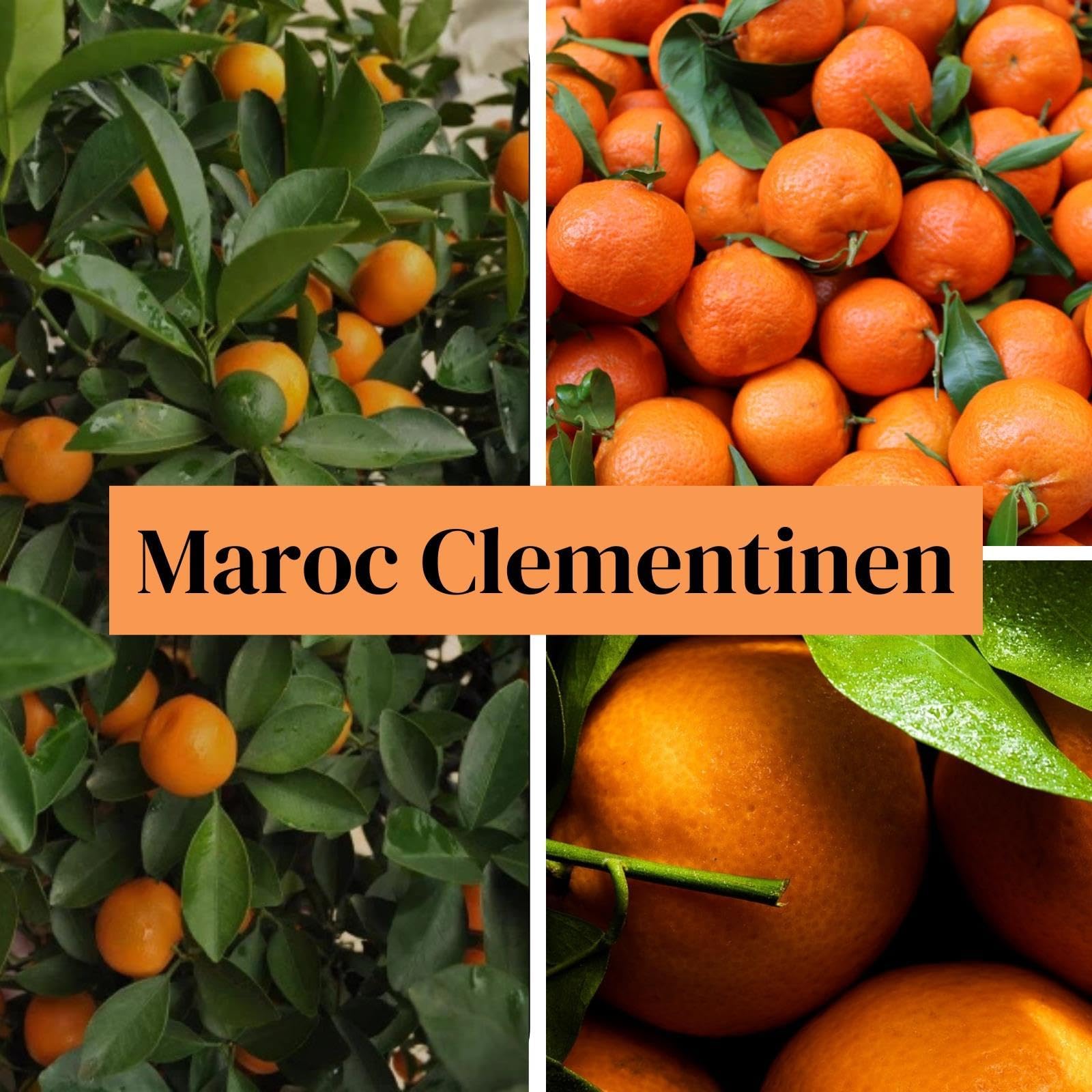 FRUCHTVERSAND24® Original-Kisten Mischung "XL", Maroc Orange 15kg + Maroc Clementine 10kg, Original Maroc Südfrüchte, süß saftig lecker