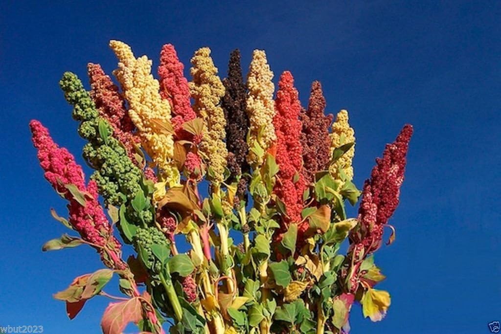 Chenopodium Quinoa Plant 100 Seeds- Rainbow -Hot Pink Red, Orange, Yellow, White, Green,