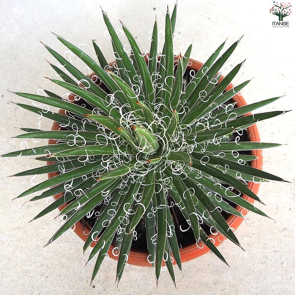 アガベ　滝の白糸　9号鉢つき　耐寒強❗ アガベ 滝の白糸 9号鉢つき 耐寒強❗