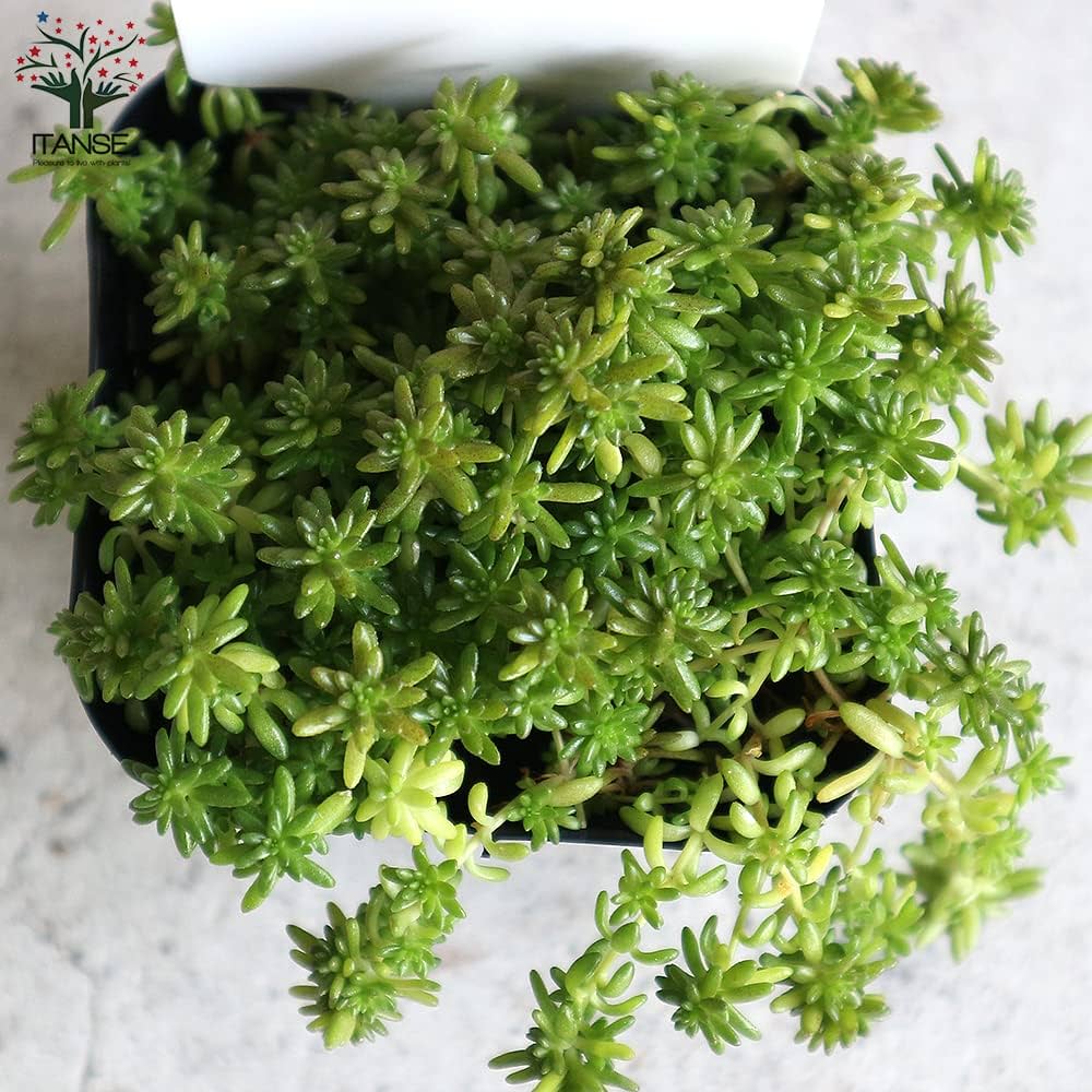 完売紅葉中！森で野生化超絶ワイルド【モリムラマンネングサ】セダム