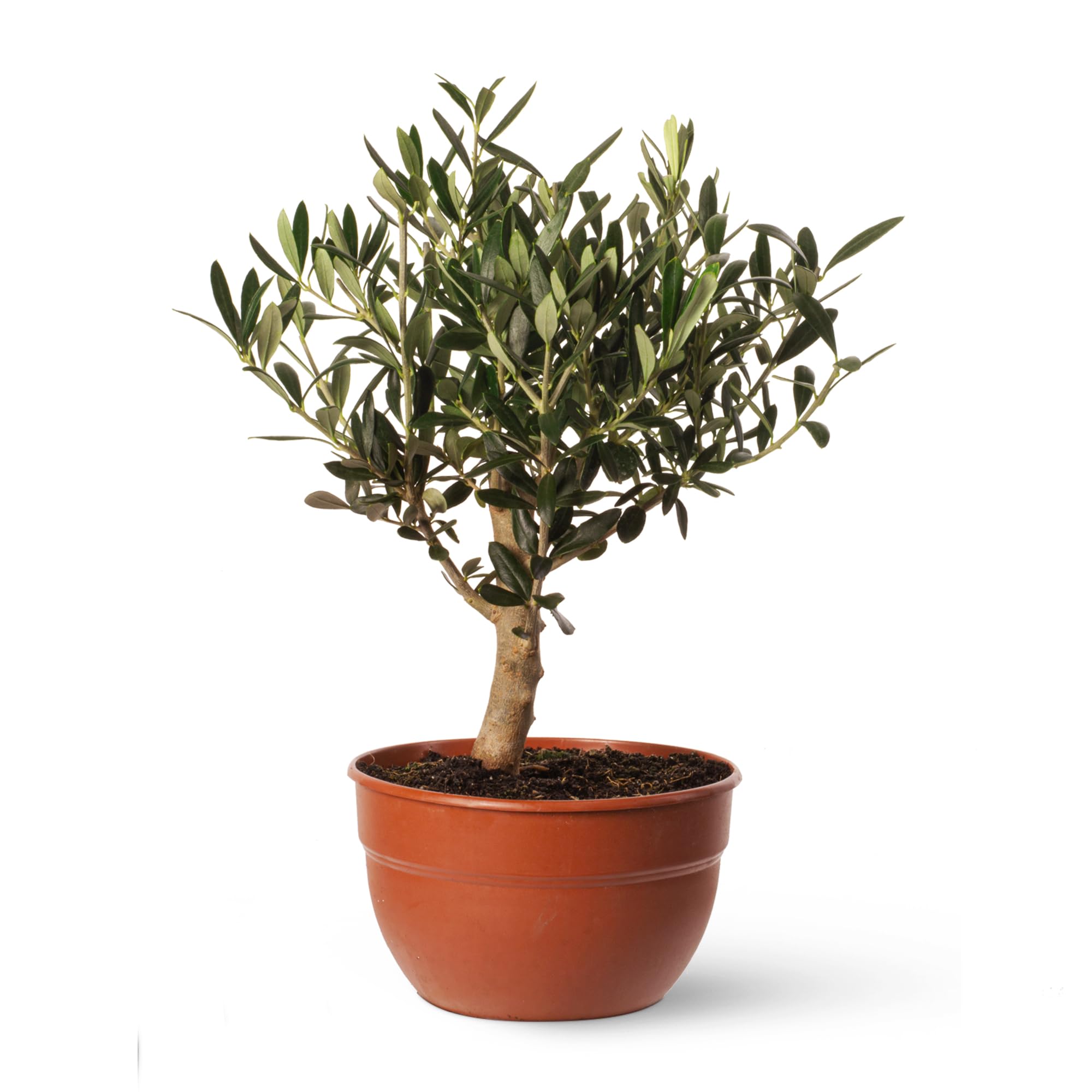 Olivo u Olea Europea | Planta natural ideal para exterior con altura 30-40 cm en maceta tipo tarrina 19ø | April Plants