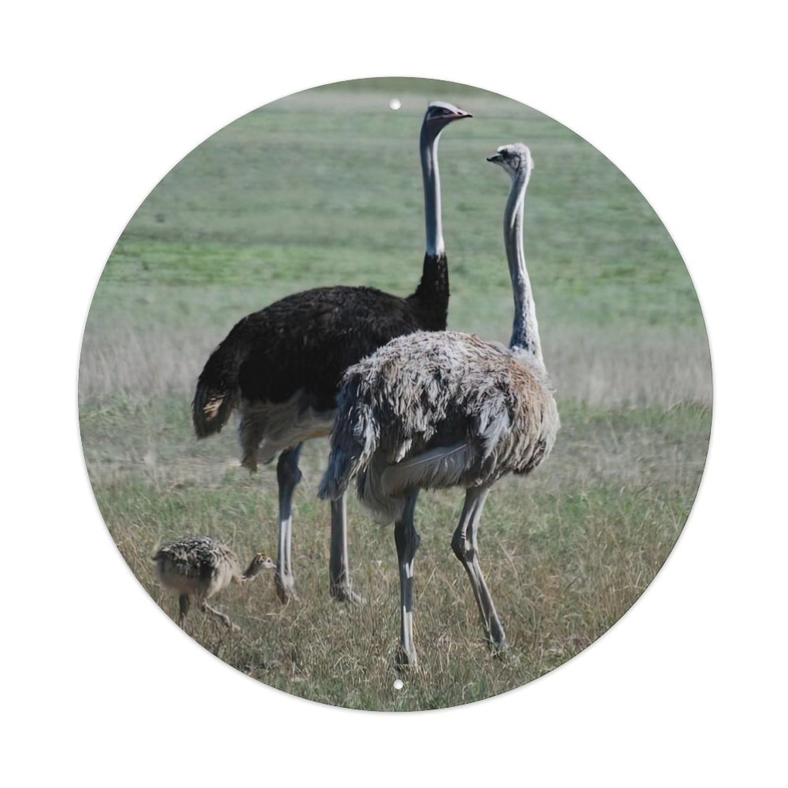 Wildlife The Ostrich Family Vintage Metal Tin Sign Plaque Wall Decor for Cafe, Club, Garden Round Metal Poster 8x8Inch