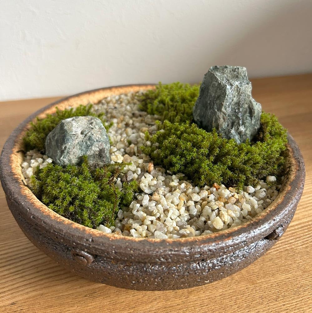 最安値】サービス品 ノイバラ 小型盆栽 陶器鉢 苔使用 ミニ盆栽