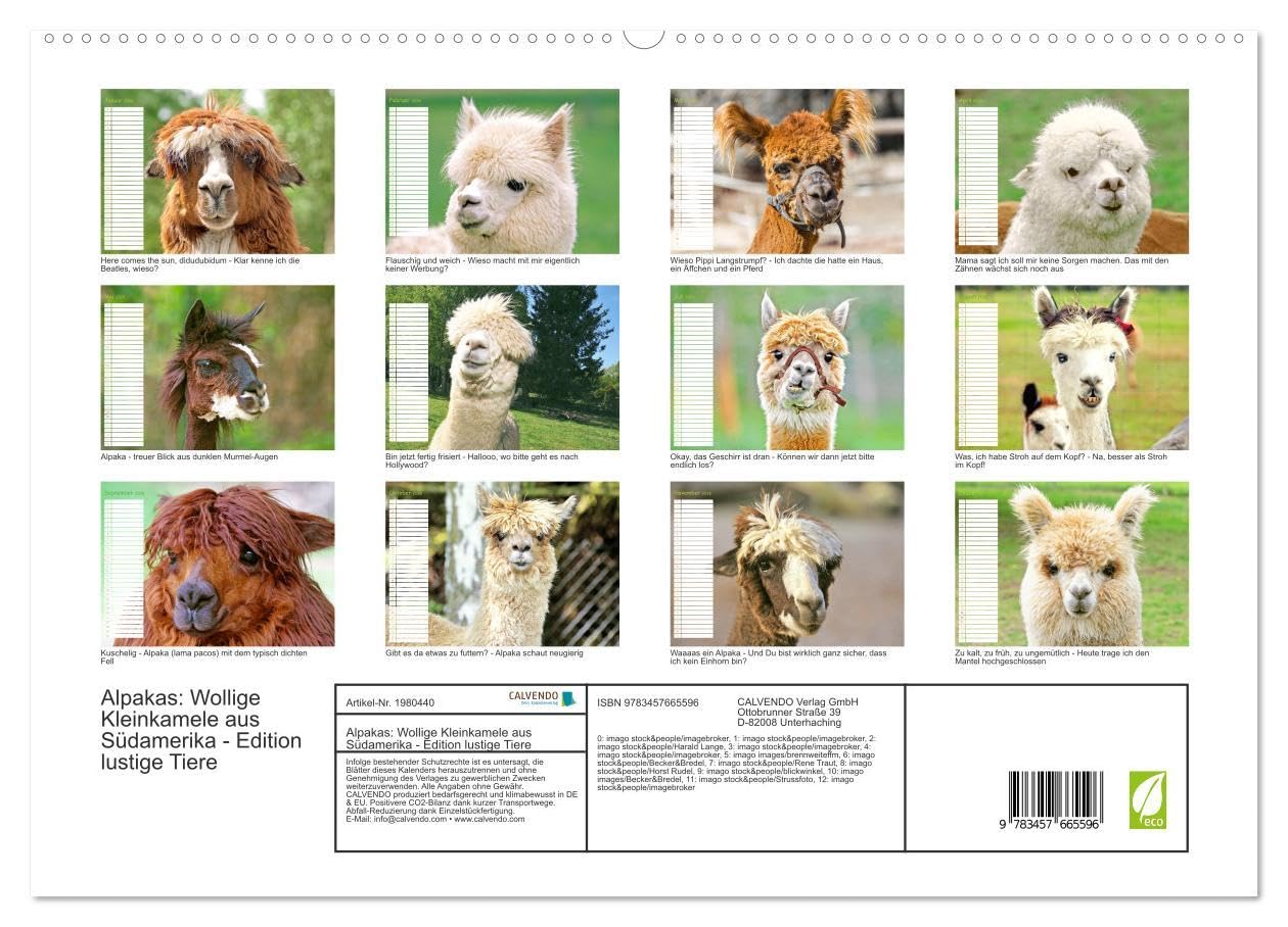 Alpakas: Wollige Kleinkamele aus Südamerika - Edition lustige Tiere (hochwertiger Premium Wandkalender 2026 DIN A2 quer), Kunstdruck in Hochglanz: ... Wuschelköpfe aus den Anden (CALVENDO Tiere)