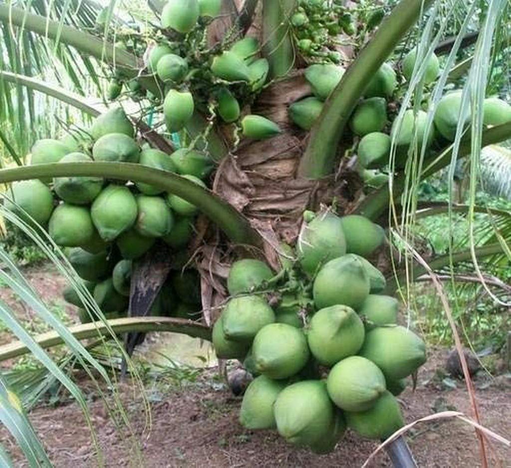 Creative Farmer Live Plant Rare Hybrid Green Malayan Kerala Coconut Container Garden Dwarf Great Exotic (1 Live Garden Tree) (PLANT-26-COCONUT1207ll@) (B08Q8K5RTX) Amazon Price History, Amazon Price Tracker