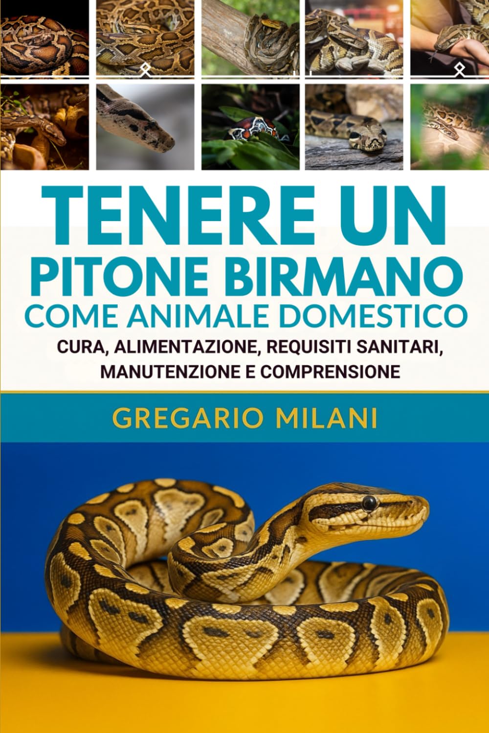 TENERE UN PITONE BIRMANO COME ANIMALE DOMESTICO: CURA, ALIMENTAZIONE, REQUISITI SANITARI, MANUTENZIONE E COMPRENSIONE