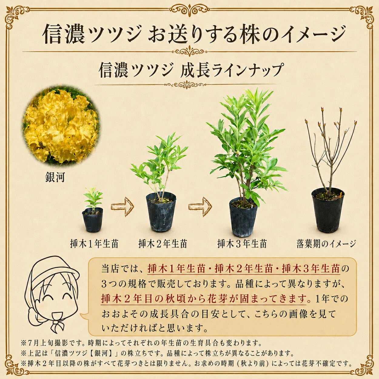 Amazon.co.jp: 希少種 ピンク 八重咲き 信濃ツツジ 苗 苗木 【 P.P.I.