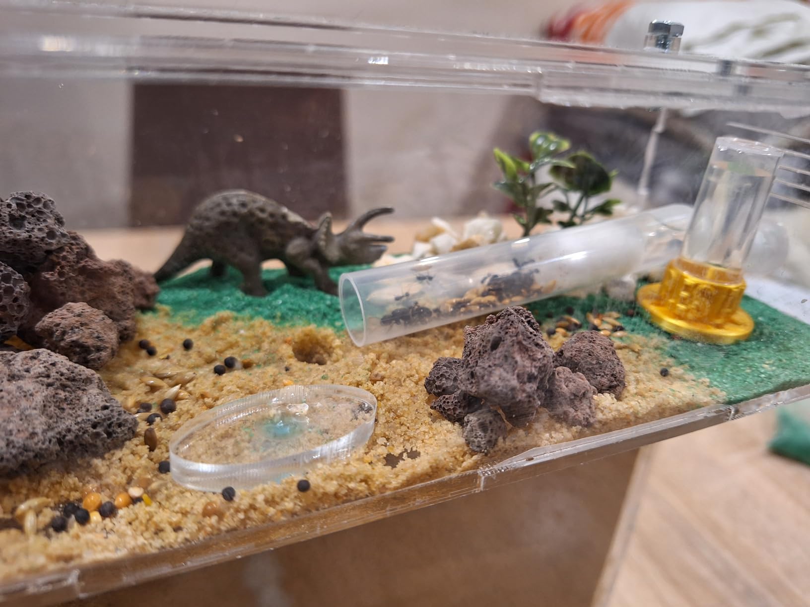 Duże mrowisko Tgrande, naturalny piasek (akryl), z