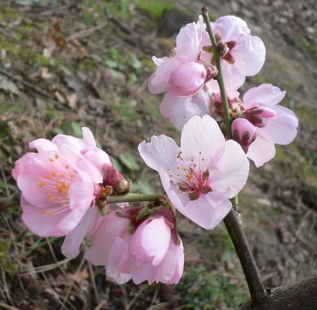 Mandelbaum Mandelkönigin robuste selbstfruchtbar Süßmandel Buschbaum 110-140 cm im 10 Liter Topf
