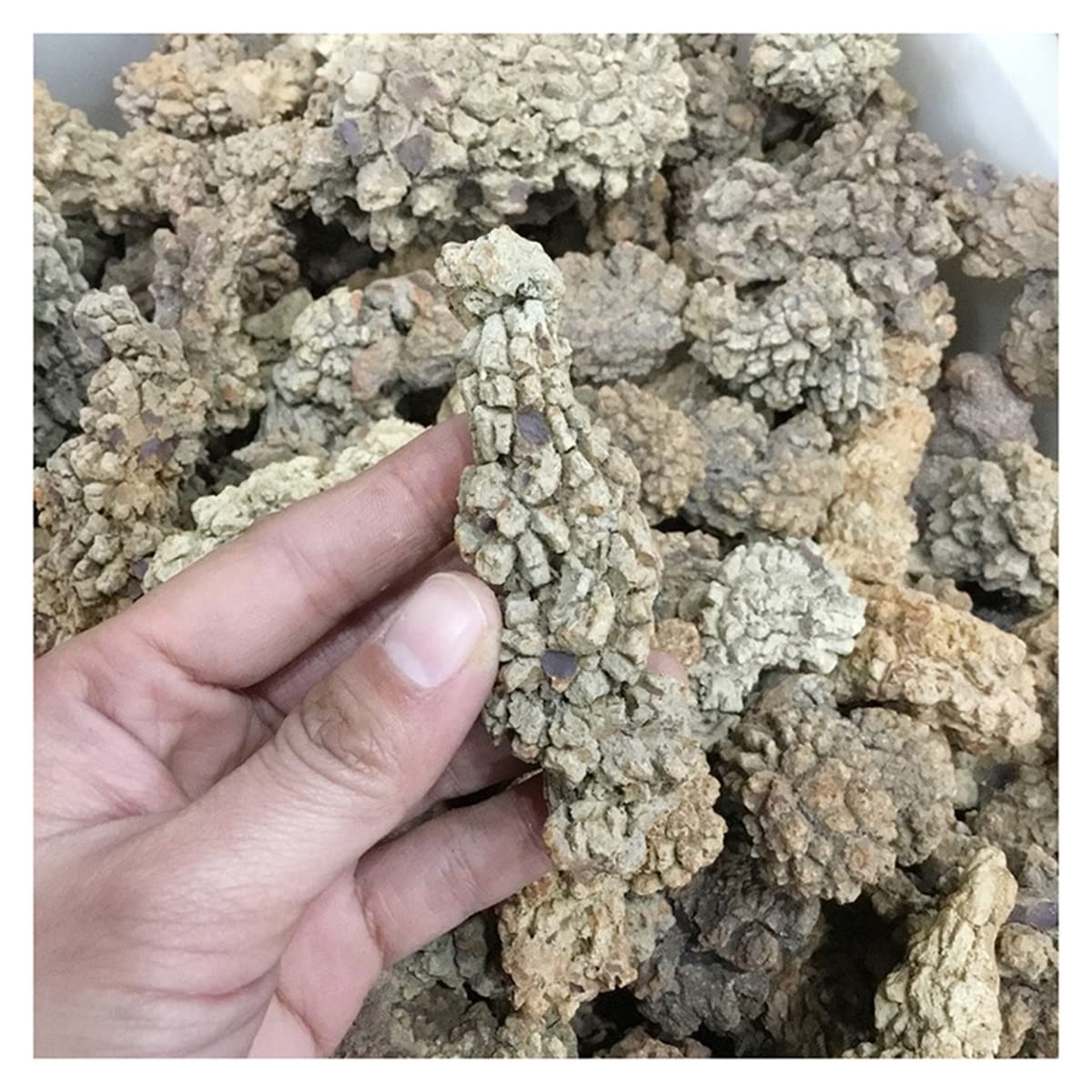 Fósil de deyección de dinosaurio de 400g para una decoración de salón rústica y sofisticada