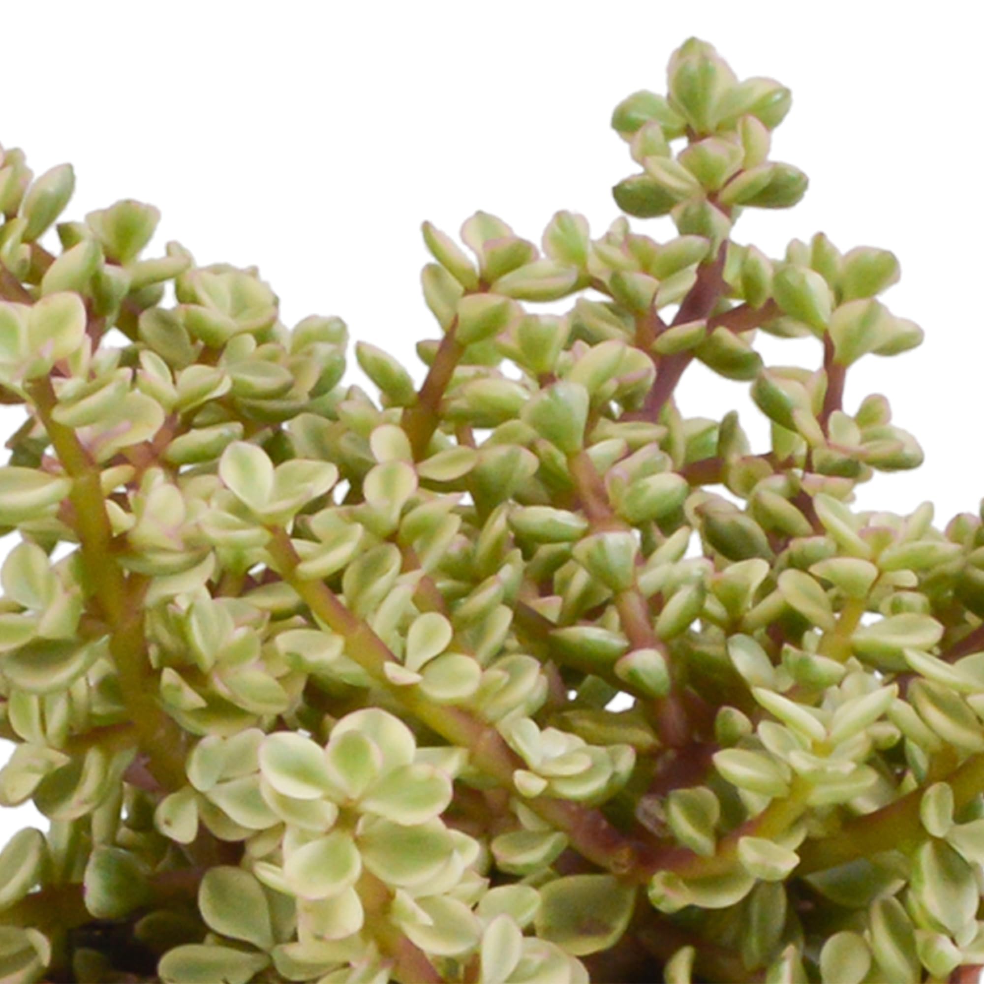 Mix di Piante Grasse Crassula da Interno con Vaso Bianco, Set da 3, 10.5 cm