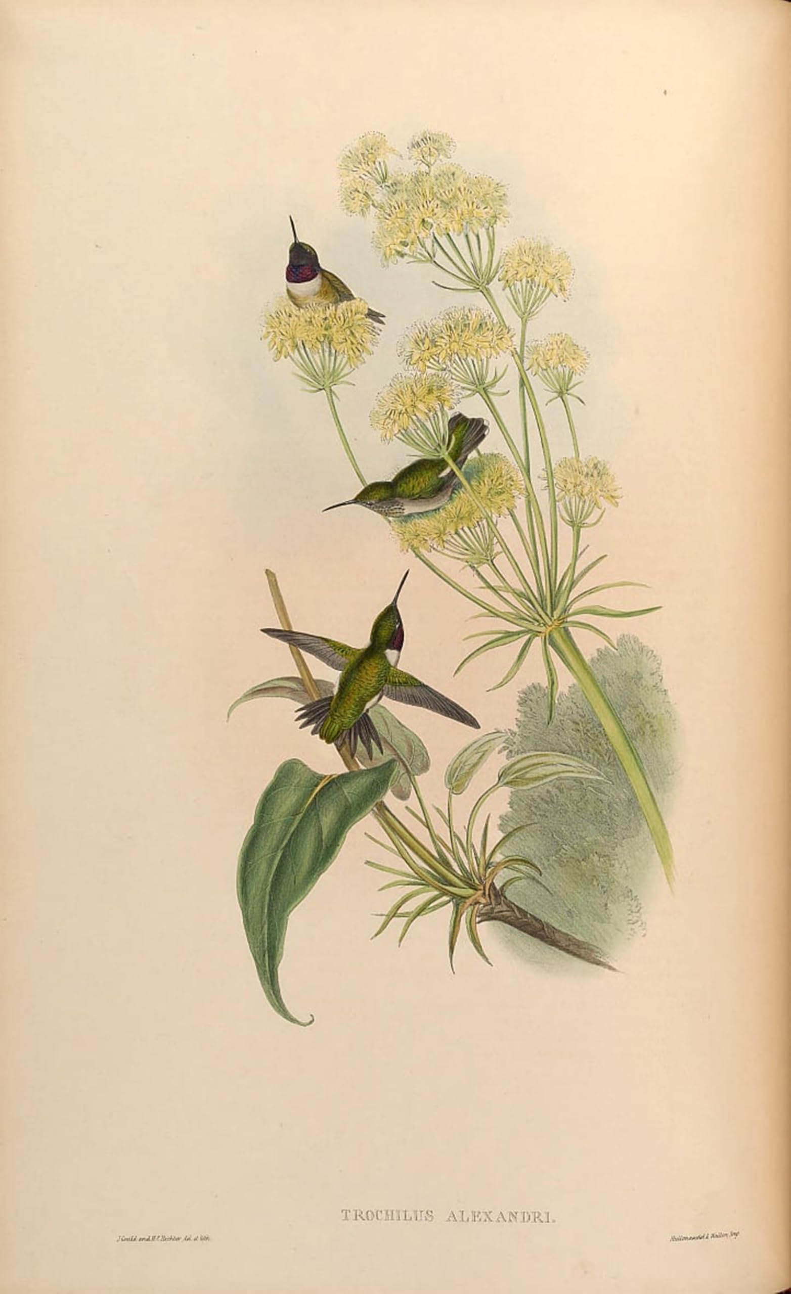 POSTERIIk Famous Print Pop Art Wall Art Graffiti Animal Bird Trochilus Alexandri Archilochus Alexandri by John Gould Art Prints for Home Decor 60x90cm