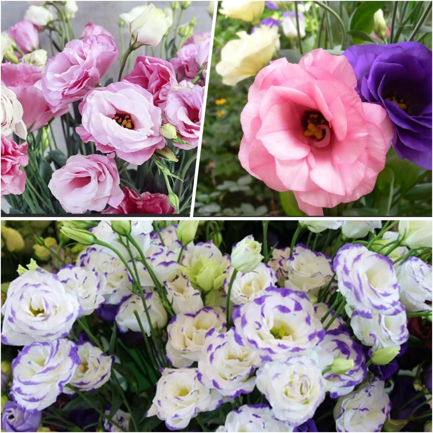 20 Seeds- Mix Eustoma Lisianthus Flower Seeds For Planting (B0CHWP3WGM) Amazon Price History, Amazon Price Tracker