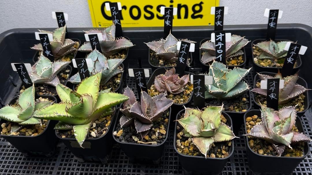 山採り天然 コハウチワカエデ5本株立 山採り天然 コハウチワカエデ5本株立