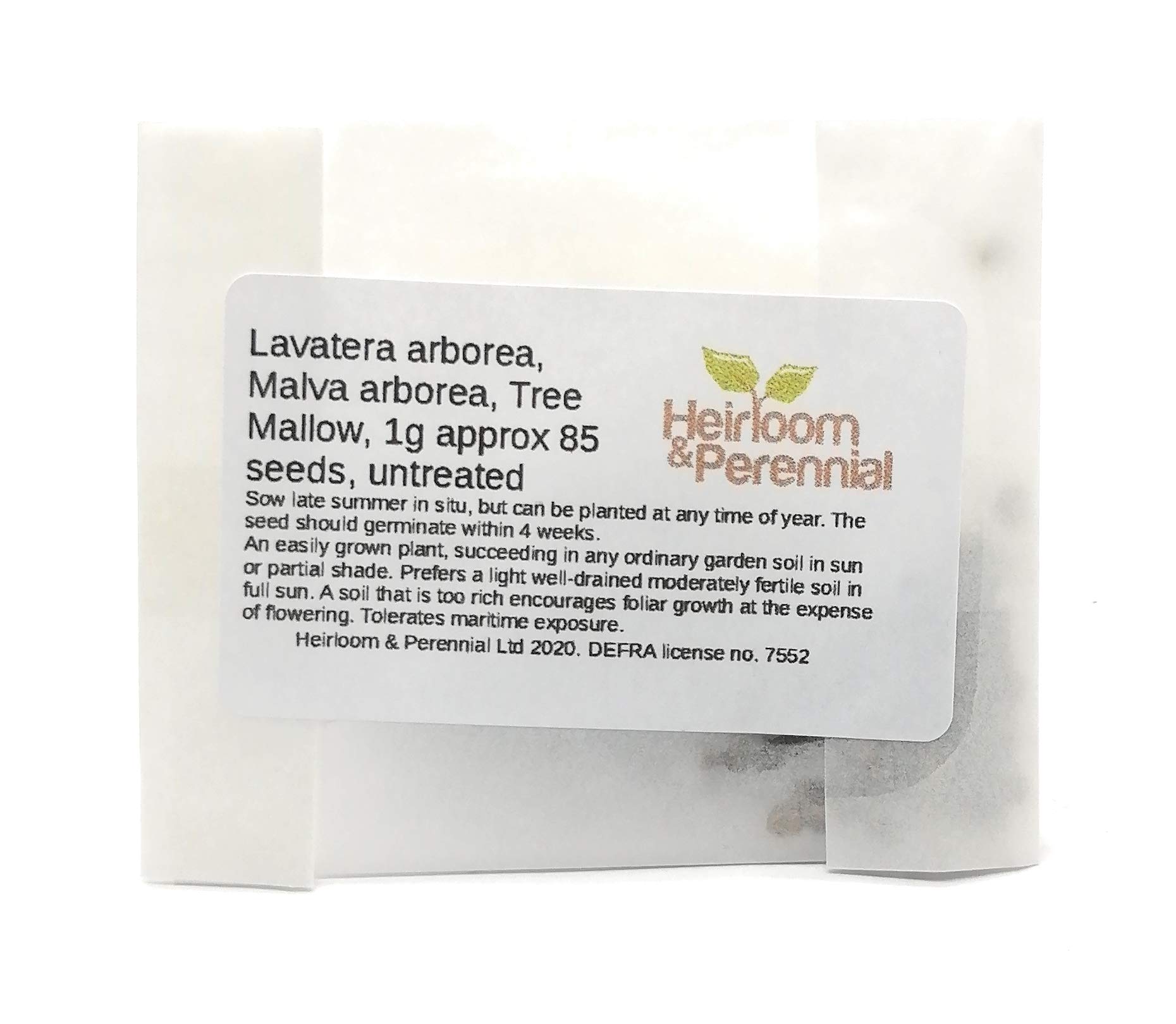 CRTGWLavatera arborea, Malva arborea, Tree Mallow, 1g Approx 85 Seeds, untreated
