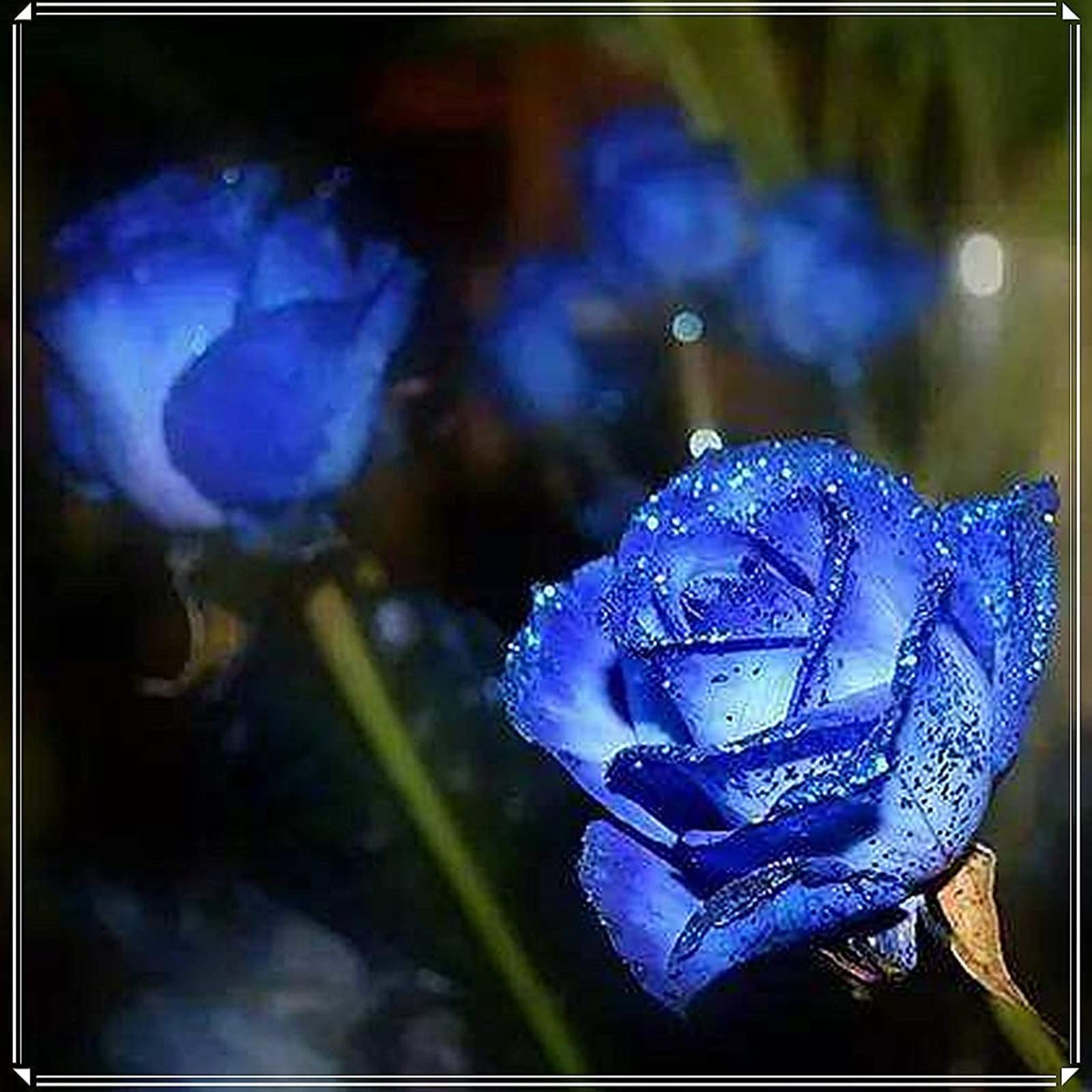 Rose Bulbs Now UK, Strong Plant, Excellent Display, Rare Plants, Mix Greening Flower, Easy Plant, for Containers, Natural Organic, 1bulbs-e