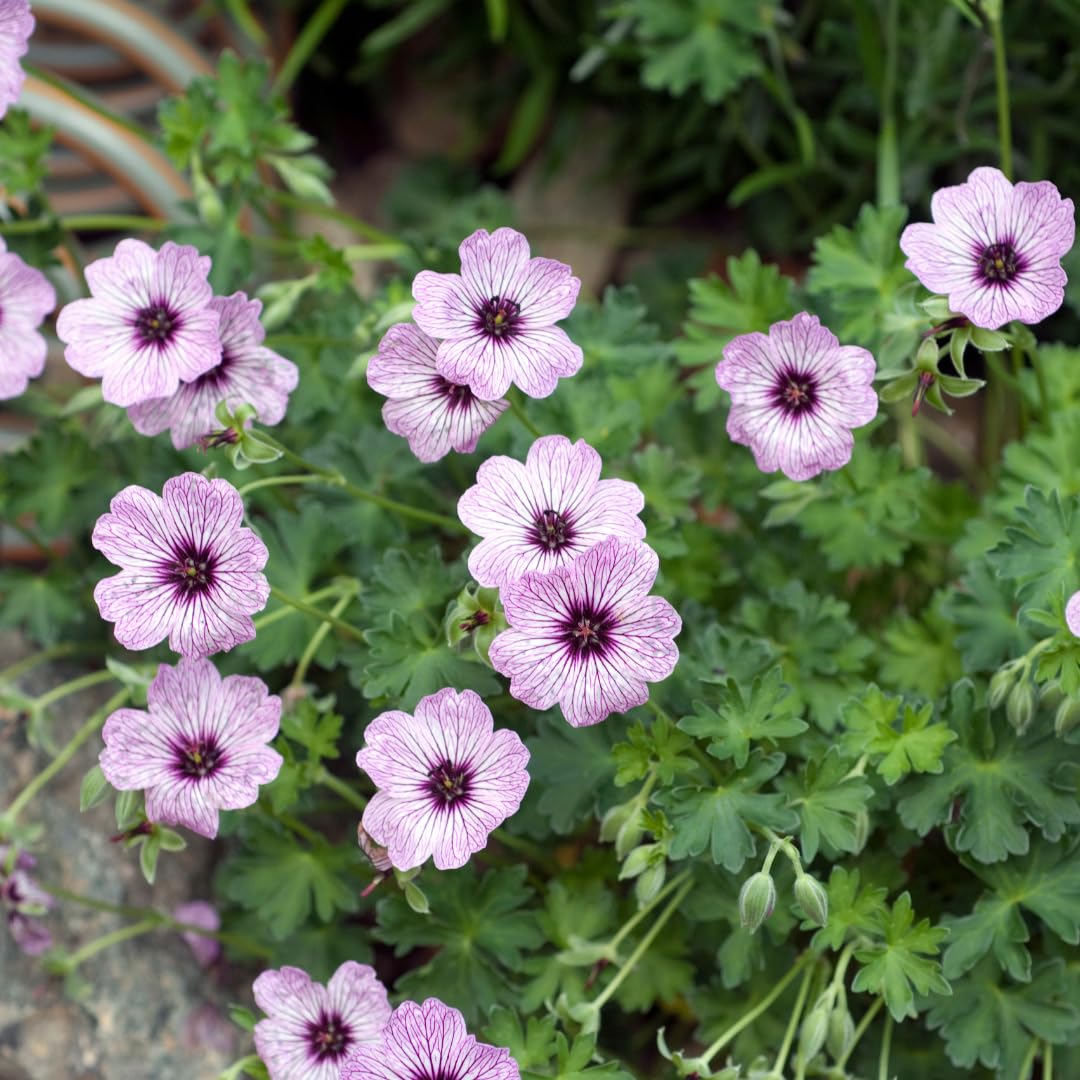 Geranio Ballerina con Foglie Grigie, per Giardino, Rosa, Set da 60 Pezzi