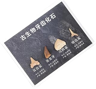 BUGUUYO 1 Caixa Decoração De Casa Ornamento De Mesa Decoração Doméstica Crânio E Ossos Ensino Espécime Decoração De Mesa Amostra Paleontologia Adorno Pedra Fóssil Rocha