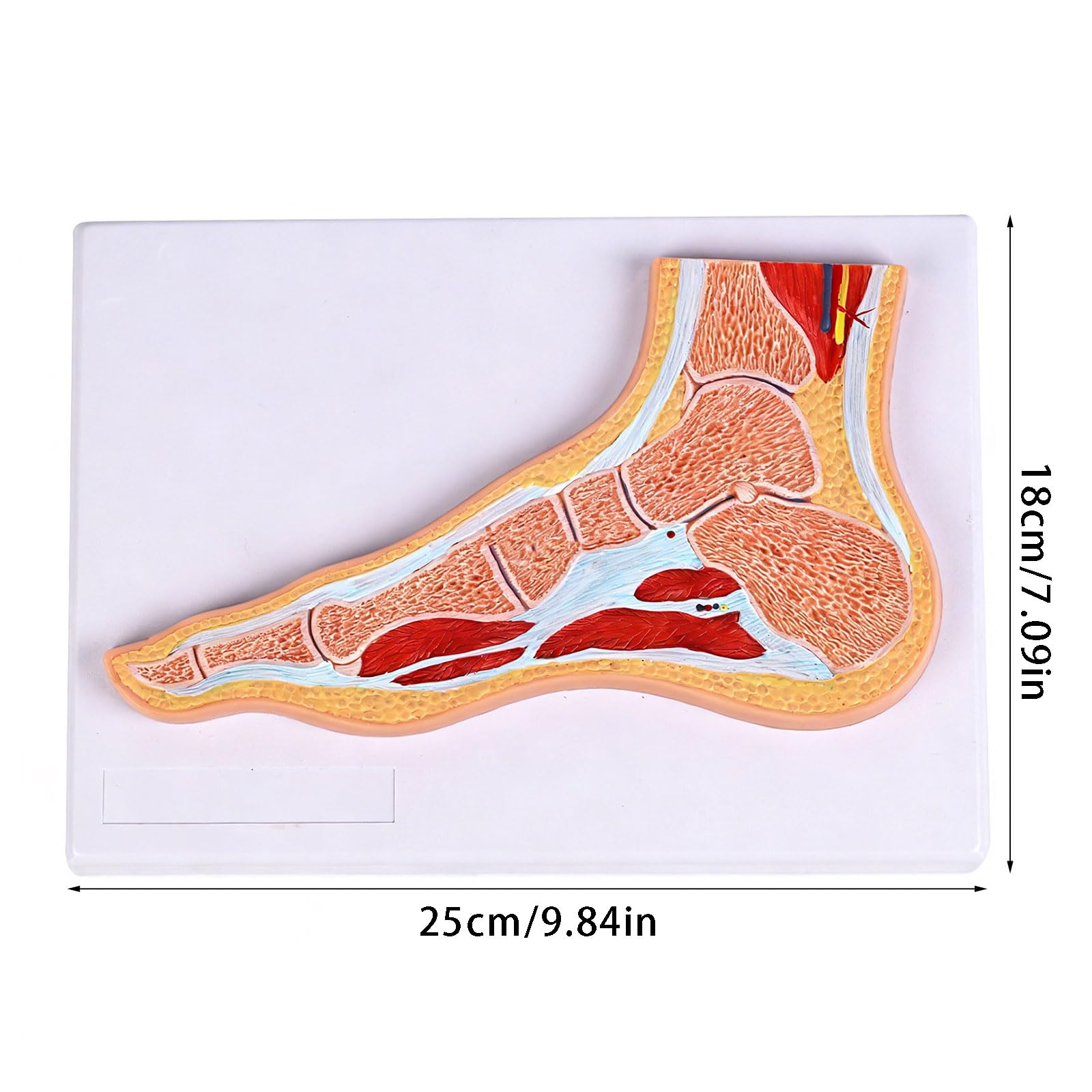 Anatomiczny model stawu skokowego ze strukturą mięśni i więzadeł oznaczonych kolorami do nauczania komunikacji z pacjentem przenośny