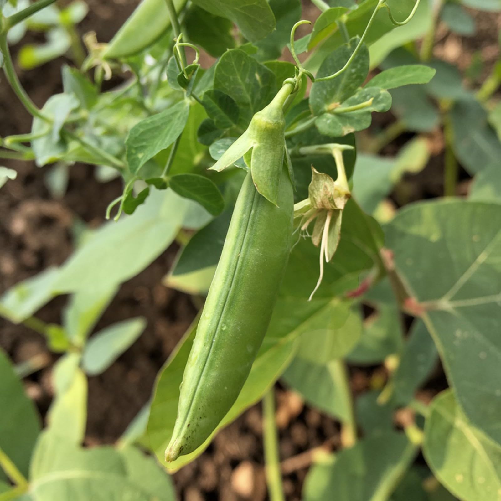 Carbeth Plants Sugar Snap Pea Vegetable Plant 6 Pack - Garden Ready Easy to Grow Veg Plants - Ideal for Kitchen Garden, Pots, Containers & Raised Beds (1)