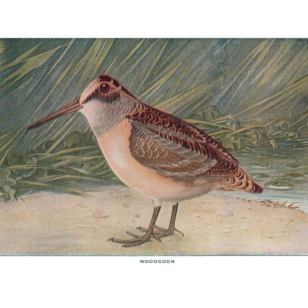 Wee Blue Coo Drawing Bird Woodcock Animal Scientific Art Print Poster Wall Decor 12X16 Inch