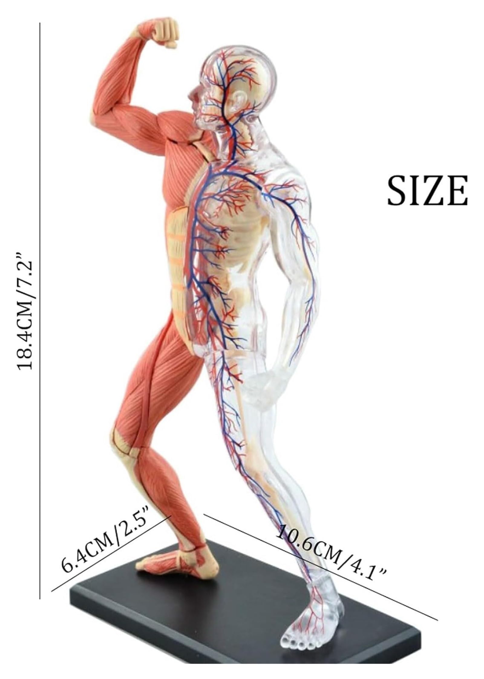 46 Piezas Ensambladas Modelo Anatómico Muscular Humano, Modelo Anatómico, Modelo Médico, Anatomía Humana, Modelo Instrumental De Investigación del Cuerpo Transparente