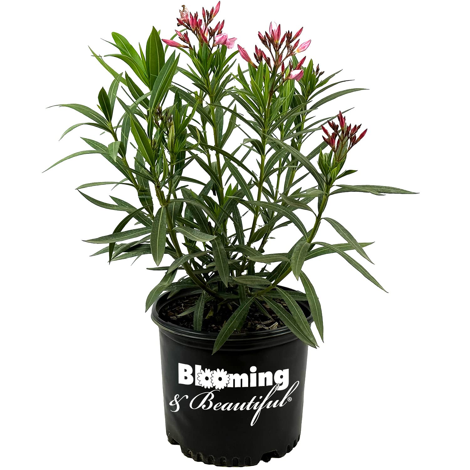Hardy Pink Oleander 3 Gal
