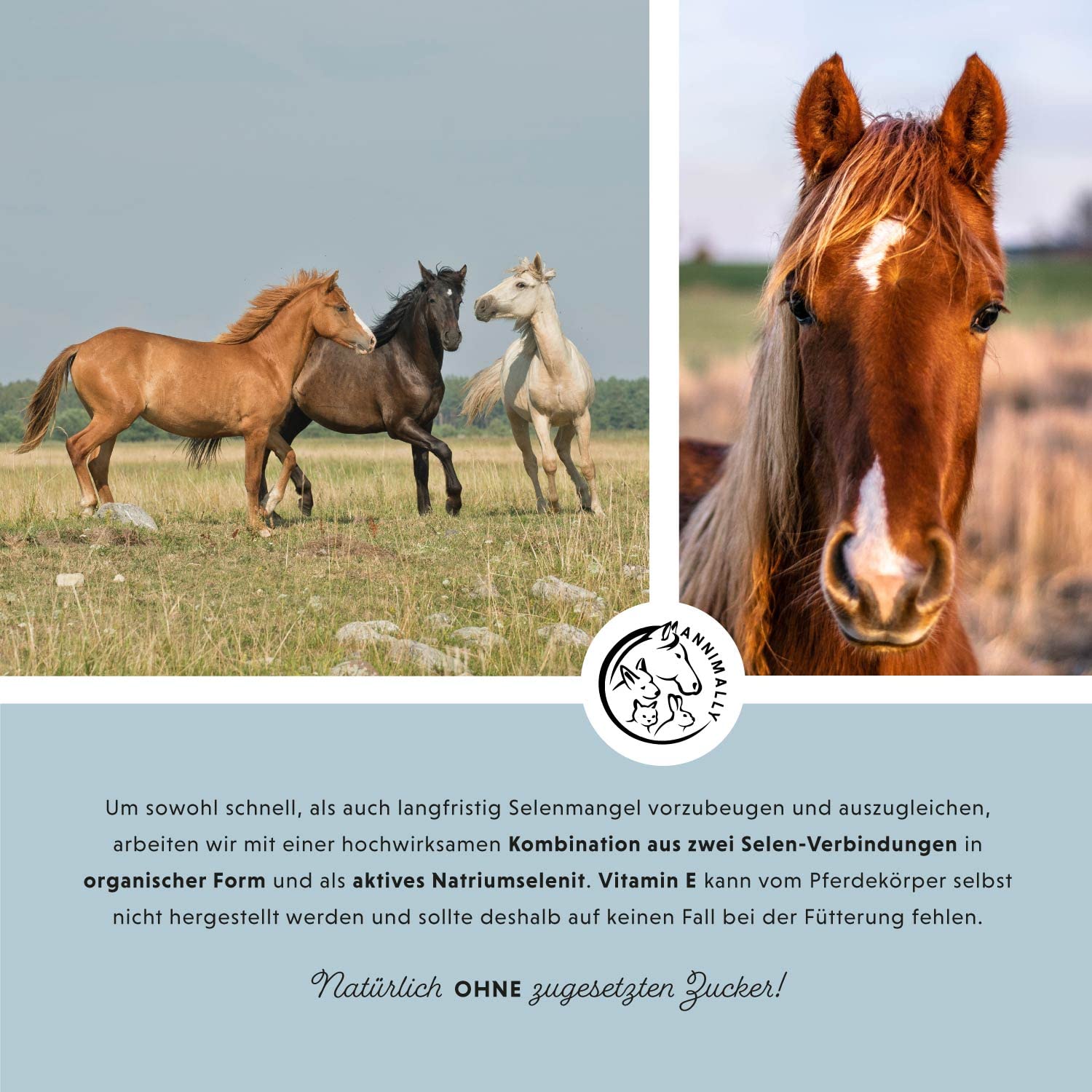 Annimally Selen, Vitamin E, Lysin Pulver für Pferde 800g - Pferd Vitamin E, Lysin, Selen Komplex zur Unterstützung der Muskulatur & Leistung - Ergänzungsfuttermittel für Pferde und Ponys