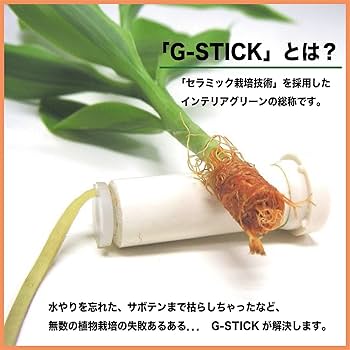 Amazon｜日本古来の植物 「槇 (まき) の木 花言葉：『慈愛』『色褪せぬ