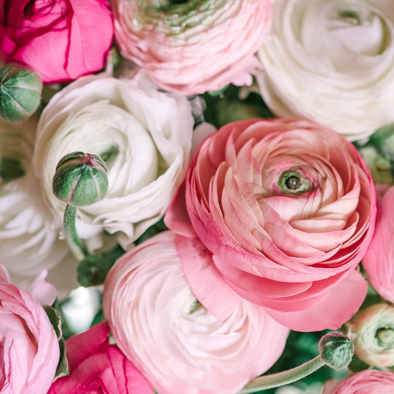 Pink Ranunculus Detail Pale Pink Ranunculus Bulbs