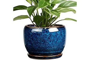 SQOWL Ceramic Planter: 8" Glazed Blue Pot for Plants