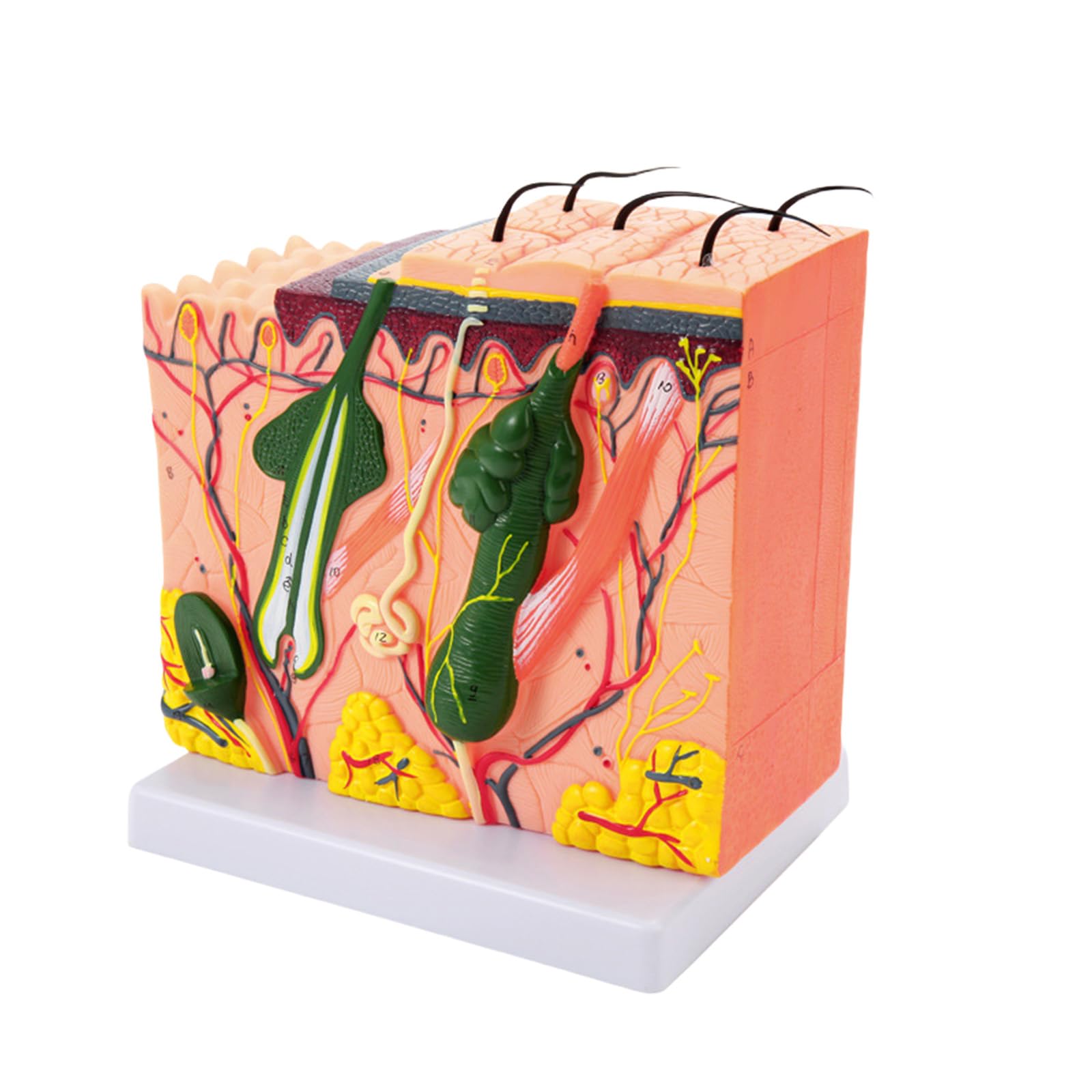Modello 35/50/70/85X della pelle umana ha ingrandito la struttura della pelle anatomica insegnamento medici per lo studio scientifico