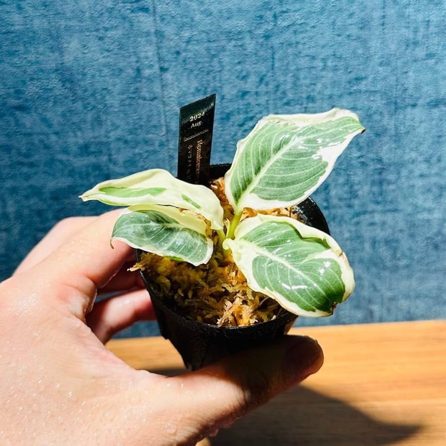 Amazon.co.jp: ホマロメナ 斑入り（アデロネマ） Homalomena