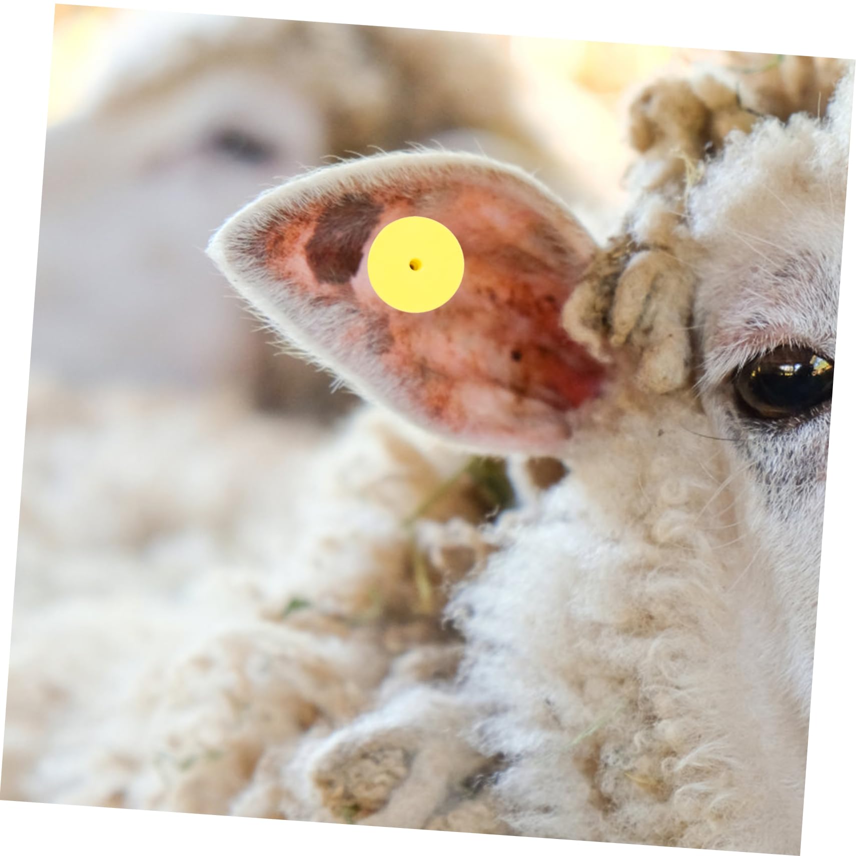 100 Etichette Auricolari Per Bestiame - Targhette Gialle In TPU Per Identificazione Animali - Foto 5