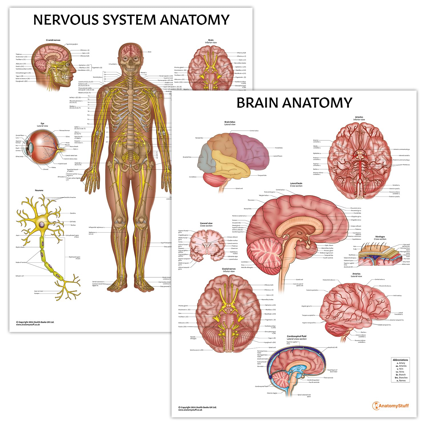 AnatomyStuff 2 PACK Brain and Nervous Anatomy Poster Set, 45x60 cm, Nerves Diagram, Anatomical Brain Chart, Human Anatomy Poster Set