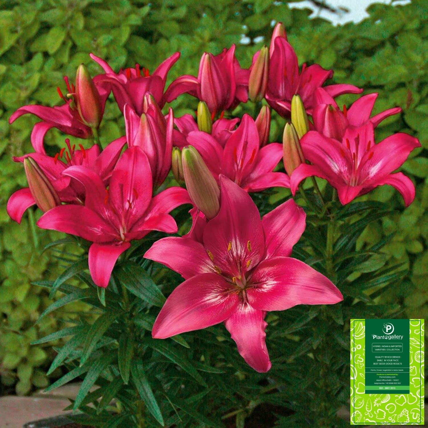 Plantogallery Lilium - Asiatic Lily Pod Variety Trendy Dakota Rare