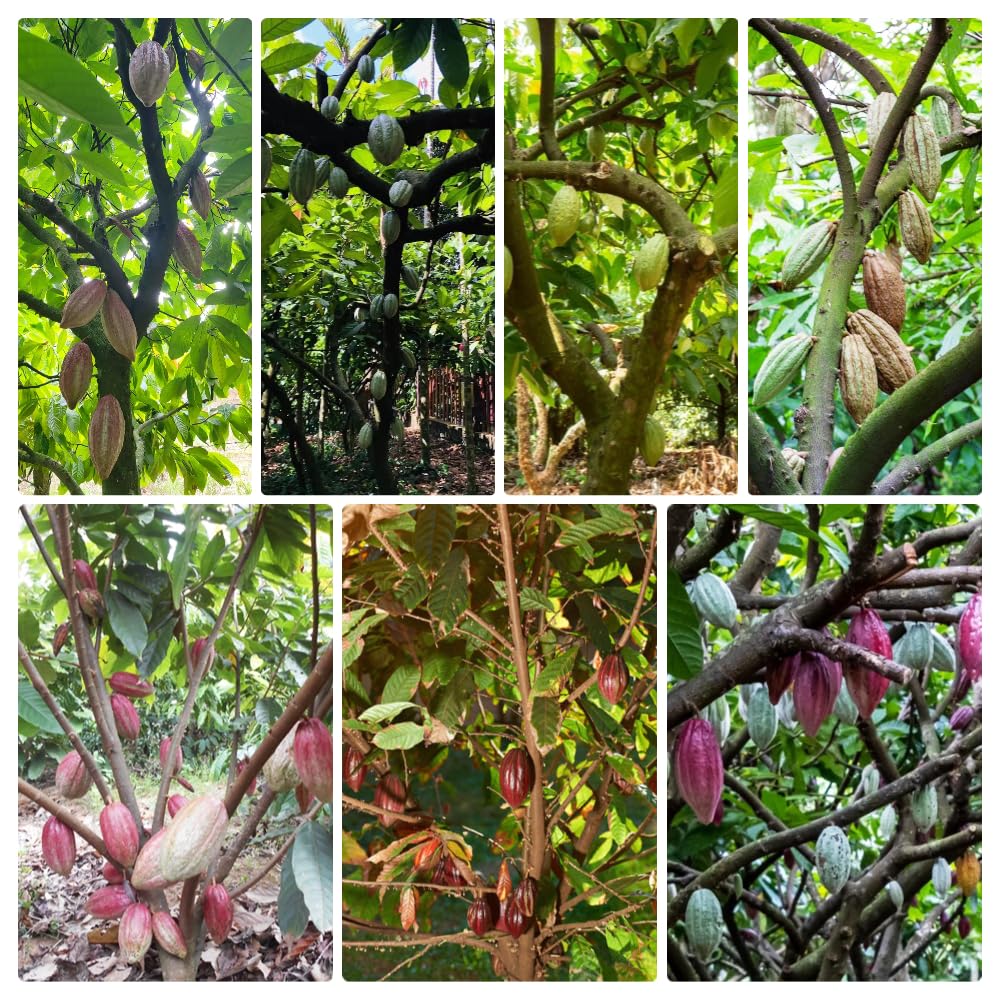 semillas del árbol del cacao, plantas reales, plantas decorativas Maceta de bonsái, de jardín, balcón resistentes Macetas, decoración jardín para exteriores. Semillas árboles, 60pcs