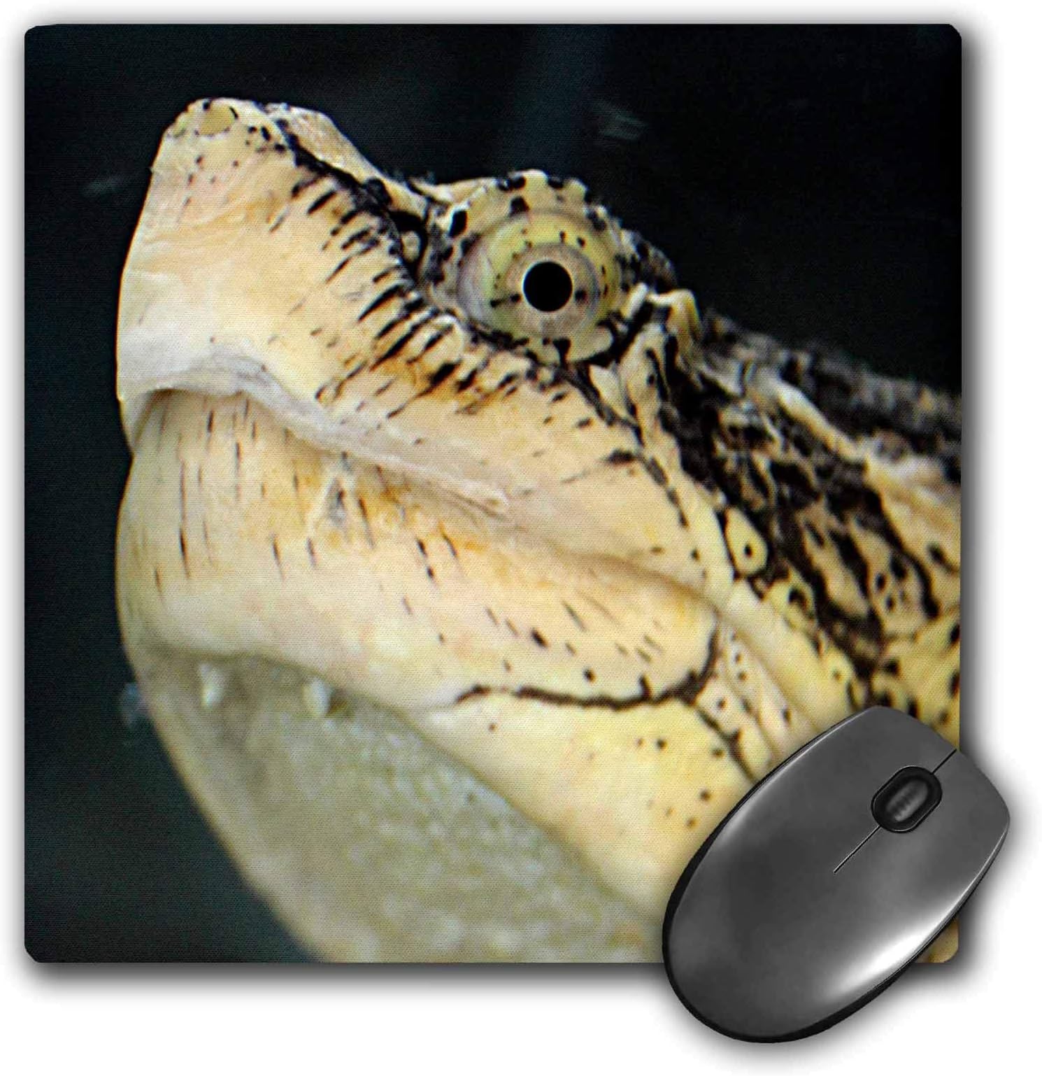 3dRose Cassie Peters Photography - Snapping Turtle - Mouse Pads (mp_326241_1)