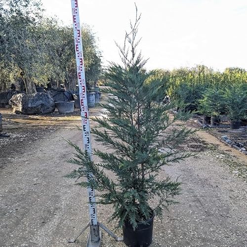 Pianta Cipresso Leylandii